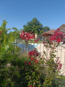 Lou Papagai piscine fleurie
